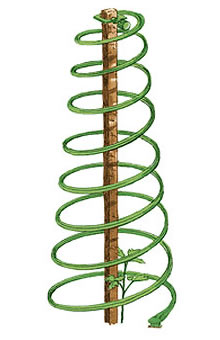 Veggie Cages Plant Support