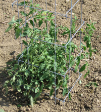 Folding Tomato Cage Plant Support